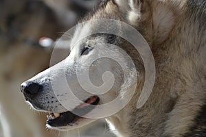 Close Up Of A Sibernian Huskey Dog