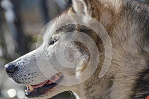 Close Up Of A Sibernian Huskey Dog