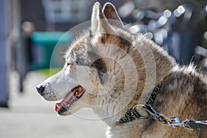 Close Up Of A Sibernian Huskey Dog