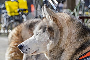 Close Up Of A Sibernian Huskey Dog