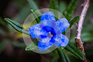 Close up Sicilian blue wildflower