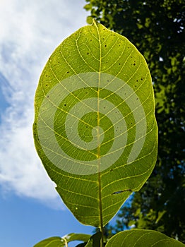 Close up of sick green walnut leaf affected with anthracnose fungal disease, black spots or lesions, problem in orchards, disease