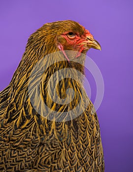 Close-up of a side of Brahma chicken