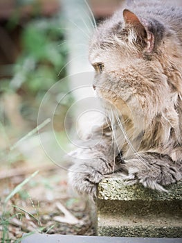 Close up side of face from beauty old female gray persian cat wi