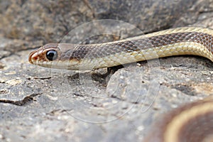 Costa yeso nariz serpiente de cerca página de cabeza 