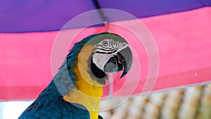 Close up side head shot of a blue-and-yellow macaw