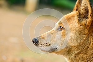 Close-up of the side of a mixed breed dog
