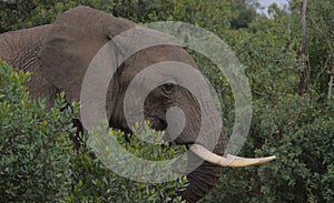 Close-up side portrait of adult african elephant in the wild Ol Pejeta Conservancy, Kenya photo