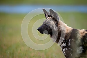Close up, side portrait of African Wild Dog, Lycaon pictus. Fixed African Wild Dog focused on prey. African wildlife photography