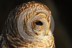 Close up side portrait of a Barred Owl with a dark background
