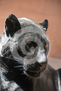 Close up side portrait of black jaguar panther