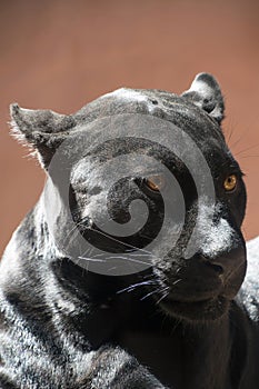 Close up side portrait of black jaguar panther