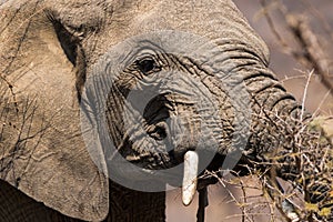 Close up side portrait of elephant