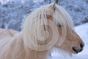 Close up side portrait of a Icelandic horse in winter