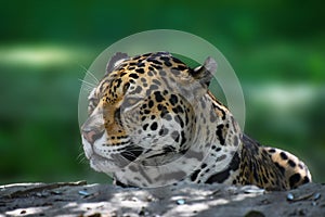 Close up side portrait of jaguar