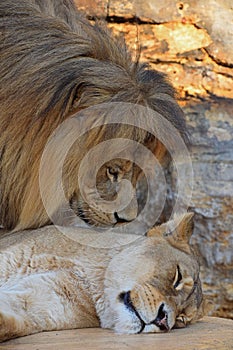 Close up side portrait of lion and lioness