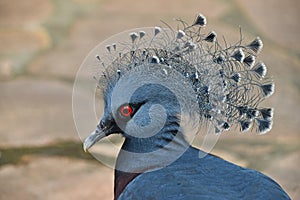 Close up side portrait of Victoria crowned pigeon