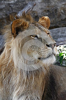 Close up side portrait of young male African lion