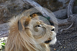 Close up side portrait of young male African lion