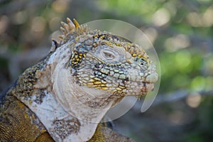 Close up and side profile of an adult yellow land iguana, iguana terrestre on a rock at South Plaza Island, Galapagos, Ecuador
