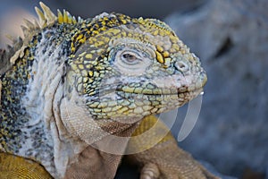 Close up and side profile of an adult yellow land iguana, iguana terrestre on a rock at South Plaza Island, Galapagos, Ecuador