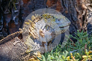 Close up of the side profile of a bright yellow adult land iguana, iguana terrestre between green cactus plants at South Plaza photo