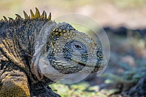 Close up of the side profile of a bright yellow adult land iguana, iguana terrestre between green cactus plants at South Plaza