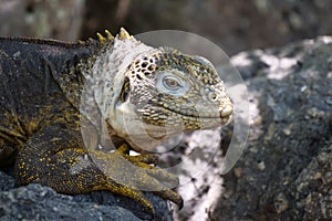 Close up of the side profile of a bright yellow adult land iguana, iguana terrestre between green cactus plants at South Plaza photo