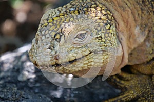 Close up of the side profile of a bright yellow adult land iguana, iguana terrestre between green cactus plants at South Plaza photo