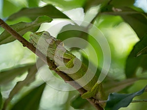 Close up of the side profile of the Cape Dwarf Chameleon, Bradypodion pumilum, in a green bush. The background is blurred and