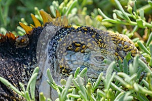 Close up of the side profile and eye of a bright yellow adult land iguana, iguana terrestre between green cactus plants at South photo