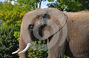 Close up side profile portrait of African elephant