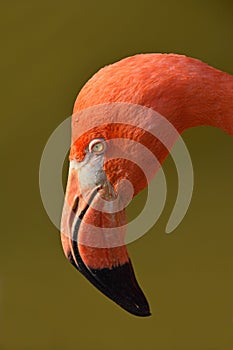 Close up side profile portrait of pink flamingo