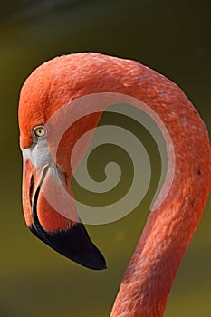 Close up side profile portrait of pink flamingo