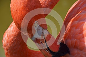 Close up side profile portrait of pink flamingo