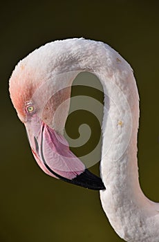 Close up side profile portrait of pink flamingo