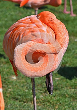 Close up side profile portrait of pink flamingo