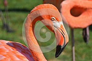 Close up side profile portrait of pink flamingo