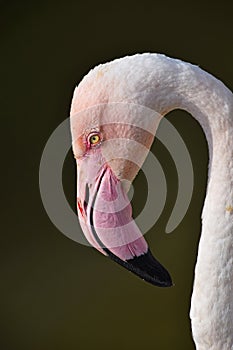 Close up side profile portrait of pink flamingo