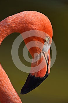 Close up side profile portrait of pink flamingo