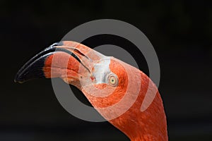Close up side profile portrait of pink flamingo