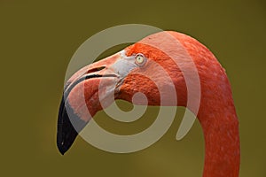 Close up side profile portrait of pink flamingo