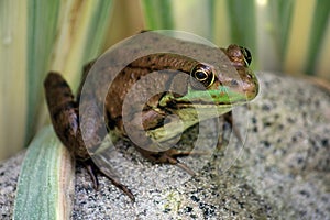 Close up, side view of an American Bullfrog, Lithobates catesbeianus, sitting on a rock