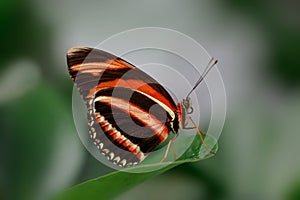 Close up side view of Banded Orange Butterfly on green leaf