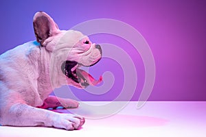 Close-up side view of beautiful purebred dog bulldog isolated over studio background in neon gradient pink purple light.