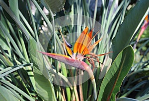 Close up, side view of a blooming Bird of Paradise