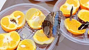 Close-up side view of a blue brown Morpho peleides butterfly drinks nectar on citrus fruits. Butterfly on oranges.
