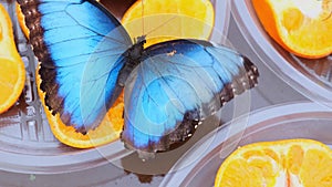 Close-up side view of a blue brown Morpho peleides butterfly drinks nectar on citrus fruits. Butterfly on oranges.