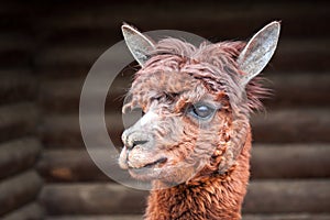 Close-up side view of brown alpaca on a farm