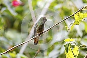 Close-up side view of a Buff-tailed coronet perched on tiny branch, looking to the right, against photo